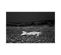 Sophy Rickett The Curious Moaning of Kenfig Burrows (Copertina rigida)