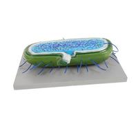 SOPOTUTU Anatomico Batteri e per Insegnamento Biologia Prop Didattici Cellulari Dettagliati per Scuole Materiale Educativo per Studio Microbiologia