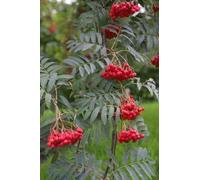 Sorbus aucuparia Mountain Ash Semi Albero Seeds ONLY