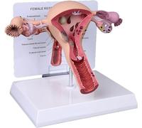 SORECI Modello di Utero e ovaie, Modello del Sistema riproduttivo Femminile per l'insegnamento dell'anatomia e della fisiologia Umana, Modello di Anatomia per Lo Studio Medico e Le aule Scolastiche