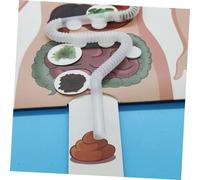 Sosoport 2 Set Apparato Digerente Giocattoli Per Kit Scientifici Per Corpo Per Digestivo Kit Anatomia Per