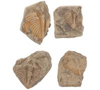 Sosoport 4 Pezzi Fossile Autentico di Trilobite in Pietra di Qualità Museale, Specimen Preistorico Versatile per Esposizione Domestica e Didattica Scientifica su Scrivanie