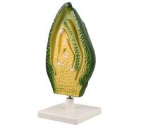 Sosoport Di Embrione Di Semi Di Cellula Vegetale Kit Di Cellule Vegetali Di Anatomia Vegetale Sussidi Per L'insegnamento Delle Scienze Plastica