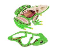 Sosoport Didattico 4D Anatomia della per Studenti Kit Dissezione Realistico per Lezioni in Classe Educativo per l'Apprendimento della Anatomia Animale
