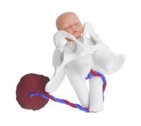 Sosoport Modello Anatomico Di Bacino Per Educazione Al Parto Completo Feto Cordone Ombelicale e Placenta Simulatore Per Studenti Di Medicina e Design Portatile Per Uso in Aula o Studio Medi