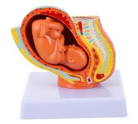 Sosoport Modello Uterino Feto Termine Femminile Display Embrione Mesi per Insegnamento Anatomico Strumento Didattico Pratico e Durevole per Studio Medico