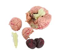 Spacnana Modello Anatomico del Cervello, Giocattolo Educativo in Plastica, Parti Smontate con Base Espositiva per la Formazione e lo Studio della Neurologia