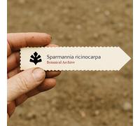 Sparmannia ricinocarpa SEEDS - - SEMI Canapa africana | Malvarosa del Capo
