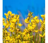 Spartium junceum - Ginestra odorosa mediterranea a fioritura gialla | Profumata
