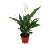 Spathiphyllum, single leaf, "Sweet Chico", 13cm pot