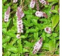 SPEARMINT 150+ FRESH SEEDS:Seeds : Package Contains seeds