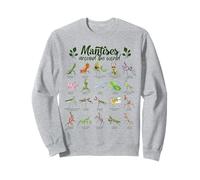 Specie di mantide Religiosa - Mantis Felpa