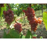 Specie Vitis labrusca CATAWBA semi d'uva! Seeds ONLY