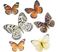 Specimen Butterfly Display 6pezzi, Farfalle Naturali per Studio