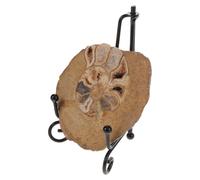 Specimen di Ammonite Fossile Intero Supporto per Esposizione | Collezioni di Rocce e Minerali, Aula di Geologia, Esposizione da Tavolo Stand Incluso