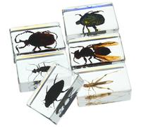 Specimen di Insetti in Resina 6 Pezzi, Diversi Stili | Collezione per Studio e Regalo, Finitura Trasparente, Decorazioni Naturalistiche