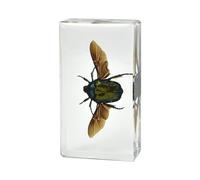 Specimen di Insetti Reali - utilizzati per l'educazione Biologica, mostre scientifiche, Arredamento per casa e Ufficio, cancelleria da scrivania e Strumenti didattici,040