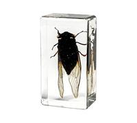 Specimen di Insetti Reali - utilizzati per l'educazione Biologica, mostre scientifiche, Arredamento per casa e Ufficio, cancelleria da scrivania e Strumenti didattici,005