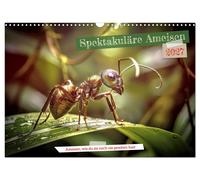 Spektakuläre Ameisen (Wandkalender 2027 DIN A3 quer), CALVENDO Monatskalender