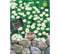 Sperli 85368 margherita di prato (semi di margherita)