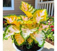 Spettacolare Taro a Orecchie di Elefante/Robusto/Parete da Giardino/Resistente al Freddo e all'Ombra-15 PCS-D