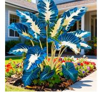 Spettacolare Taro a Orecchie di Elefante/Robusto Taro a Orecchie di Elefante/Parete da Giardino/Resistente al Freddo e all'Ombra/Decorazione da Giardino-8 PCS-I