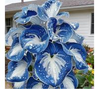 Spettacolare Taro a Orecchie di Elefante/Robusto Taro a Orecchie di Elefante/Parete da Giardino/Resistente al Freddo e all'Ombra/Decorazione da Giardino-5 PCS-D