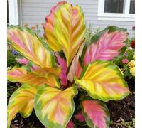 Spettacolare Taro a Orecchie di Elefante/Robusto Taro a Orecchie di Elefante/Parete da Giardino/Resistente al Freddo e all'Ombra/Decorazione da Giardino-8 PCS-G