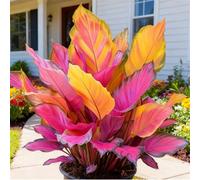 Spettacolare Taro a Orecchie di Elefante/Robusto Taro a Orecchie di Elefante/Parete da Giardino/Resistente al Freddo e all'Ombra/Decorazione da Giardino-3 PCS-H