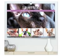 Sphinx. Grazile und anmutige Nacktkatzen (hochwertiger Premium Wandkalender 2026 DIN A2 quer), Kunstdruck in Hochglanz: Die zierliche Sphynx Katze gehört zu den liebevollsten Katzenrassen der Welt