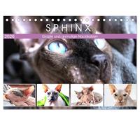 Sphinx. Grazile und anmutige Nacktkatzen (Tischkalender 2026 DIN A5 quer), CALVENDO Monatskalender: Die zierliche Sphynx Katze gehört zu den liebevollsten Katzenrassen der Welt