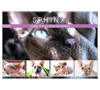 Sphinx. Grazile und anmutige Nacktkatzen (Wandkalender 2026 DIN A2 quer), CALVENDO Monatskalender: Die zierliche Sphynx Katze gehört zu den liebevollsten Katzenrassen der Welt