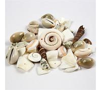 Spiaggia conchiglie, dimensioni 9-40 mm, 120g