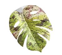 Spider Plant Decor - Realistic Pet Accessories, 11x10x1cm Jumping Habitat for Snake Carpet, Suction Cup House with Interactive Design, Indoor Aviary, Hermit Egg Shelter for Bird Coop and Greenhouse