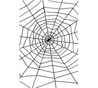 Spider & Spiders Web