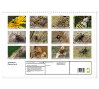Spiders in Germany (Wall Calendar 2027 DIN A3 landscape), CALVENDO 12 Month Wall