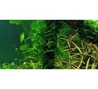 Spiky Moss - Taxiphyllum ''Spiky" - 4 x 6 cm - Piante vive per acquario
