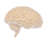 Spilla A Forma Di Cervello Miniblings Anatomia Organica Medicina Rosa