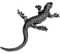 Spilla C8 a forma di lucertola, 5 x 2,5 cm, finitura nera, in peltro inglese