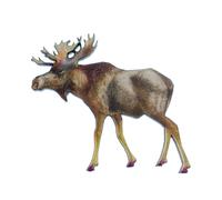 Spilla Con Stampa Di Alce Miniblings Spilla In Legno Animale Canada Svezia Moose