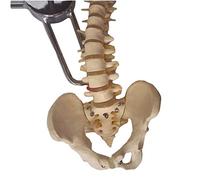Spina dorsale umana Modello - Avanzato Spina dorsale umana Modello di vertebra cervicale e della colonna vertebrale Insegnamento - Medico anatomici Spine Modello con bacino - per l'insegnamento