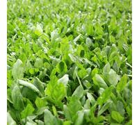 Spinaci - copertura del terreno giardino sul balcone biologico balcone con interna Aiuole rialzate per il giardino decorazioni per esterni rara decorazione 420semi