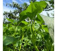 spinaci d'acqua - Ipomoea aquatica - giardino balcone all'aperto verde riverdimento dei tetti giardino semi 85pcs