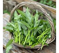 spinaci d'acqua - Ipomoea aquatica - giardino interni riverdimento tetti giardino inverno semi interni semi 800pcs