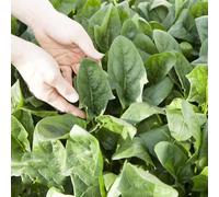 Spinaci - decorazioni giardino per esterni giardino roccioso Aiuole rialzate per il sul balcone antiche varietà in vaso 50semi