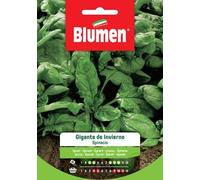 Spinacio Gigante d'Inverno
