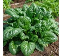 Spinacio Matador 300 Semi - Semi di Spinaci da Orto, Varietà Rustica e Produttiva, Ideale per Semina in Autunno e Primavera, Ortaggio a Foglia Verde per Coltivazione in Vaso e Terreno