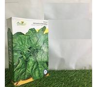 SPINACIO spinaci GIGANTE D'INVERNO GR 500 SEMENTI semi made in ITALY AMDGarden