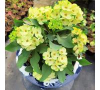 spine di Cristo - Euphorbia milii balcone semi di rampicanti resistenti balcone semi decorazioni giardino esterni estivi 800pcs