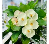 spine di Cristo - Euphorbia milii decorazioni giardino per esterni balcone semi di vaso per decorazione semi giardino tetti verdi 200pcs